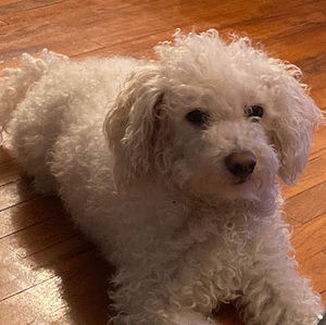 Meet your Posher, Steven